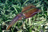 Sepioteuthis sepioidea (Caribbean Reef Squid)