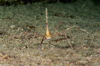 Stenorhynchus seticornis (Yellowline Arrow Crab)