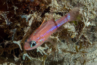 Apogon binotatus (Barred Cardinalfish)