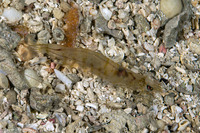 Penaeus aztecus (Brown Shrimp)