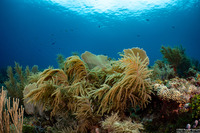 Antillogorgia sp.1 (Sea Plume)