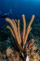 Plexaurella nutans (Giant Slit-Pore Sea Rod)