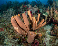 Agelas tubulata (Tubulate Sponge)