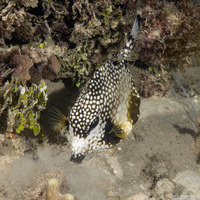 Lactophrys triqueter (Smooth Trunkfish)