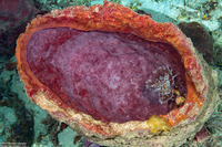 Xestospongia muta (Giant Barrel Sponge)
