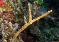 Acropora cervicornis (Staghorn Coral)