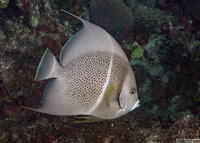 Pomacanthus arcuatus (Gray Angelfish)