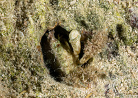 Mithraculus sculptus (Green Clinging Crab)
