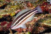 Scarus taeniopterus (Princess Parrotfish)