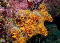 Myrmekioderma rea (Convoluted Orange Sponge)