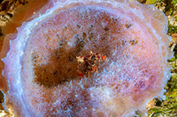 Pelia mutica (Cryptic Teardrop Crab)