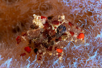 Pelia mutica (Cryptic Teardrop Crab)