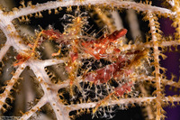 Podochela sp.1 (Neck Crab)