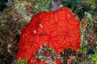 Monanchora arbuscula (Red Encrusting Sponge)