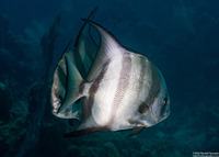 Chaetodipterus faber (Atlantic Spadefish)