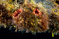 Polycarpa spongiabilis (Giant Tunicate)