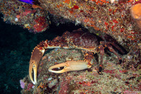 Maguimithrax spinosissimus (Channel Clinging Crab)