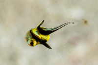 Equetus lanceolatus (Jackknife Fish)