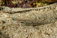 Coryphopterus tortugae (Patch-Reef Goby)