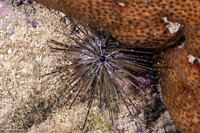 Diadema antillarum (Long-Spined Urchin)