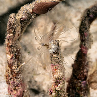 Bunodeopsis globulifera (Turtle Grass Anemone)