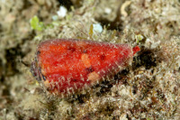 Conus cardinalis (Cardinal Cone Snail)
