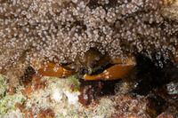 Mithraculus cinctimanus (Banded Clinging Crab)