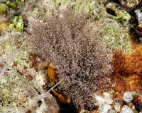 Laviactis lucida (Knobby Anemone)