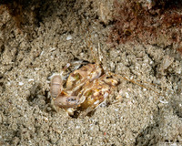 Lysiosquilla scabricauda (Scaly-Tailed Mantis Shrimp)