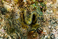 Branchiomma nigromaculatum (Black-Spotted Feather Duster)