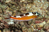 Serranus tabacarius (Tobaccofish)