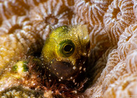 Acanthemblemaria spinosa (Spinyhead Blenny)