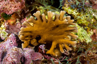 Millepora complanata (Blade Fire Coral)
