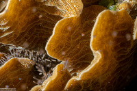 Agaricia tenuifolia (Thin Leaf Lettuce Coral)