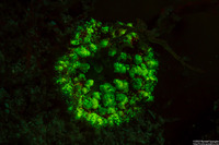 Bunodosoma granuliferum (Warty Anemone)