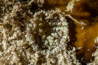 Bunodosoma granuliferum (Warty Anemone)