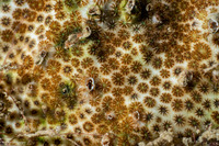 Stephanocoenia intersepta (Blushing Star Coral)