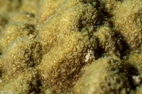 Porites astreoides (Mustard Hill Coral)