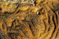 Agaricia lamarcki (Whitestar Sheet Coral)