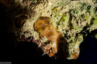Agaricia grahamae (Dimpled Sheet Coral)