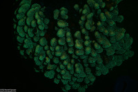 Madracis auretenra (Yellow Pencil Coral)