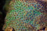 Orbicella faveolata (Mountainous Star Coral)