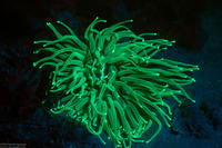 Condylactis gigantea (Giant Anemone)