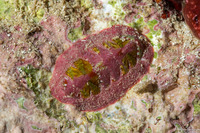Lepidochitona liozonis (Caribbean Reef Chiton)