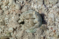Lysiosquilla scabricauda (Scaly-Tailed Mantis Shrimp)