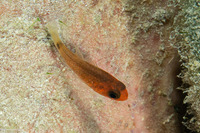 Apogon robbyi (Striped Cardinalfish)