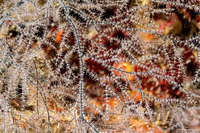 Antipathes atlantica (Gray Sea Fan Black Coral)
