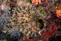 Oceanapia bartschi (Rough Tube Sponge)