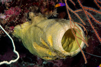 Aplysina fistularis (Yellow Tube Sponge)