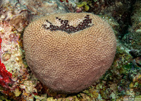 Ircinia strobilina (Black Ball Sponge)